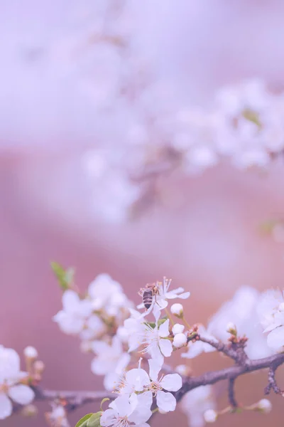 Винтажное Фото Вишневых Цветов — стоковое фото
