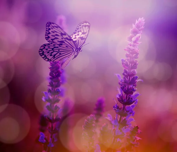 Schmetterling Und Lavendel Wildblume Frühling Sommer Sonnenuntergang Der Natur — Stockfoto