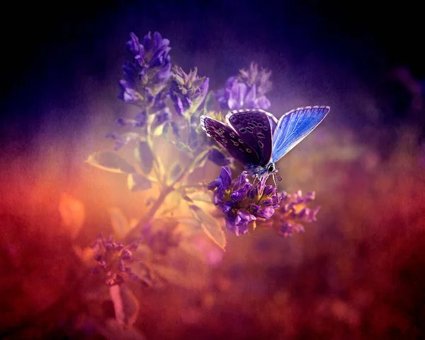 Vackra Blommor Mörk Bakgrund — Stockfoto