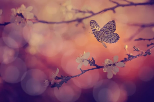 蝴蝶和树花的古色照片 — 图库照片