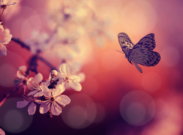 Винтажное фото бабочки и цветов деревьев