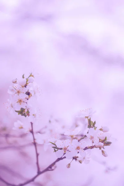 Kiraz Ağacı Çiçeklerinin Eski Bir Fotoğrafı — Stok fotoğraf