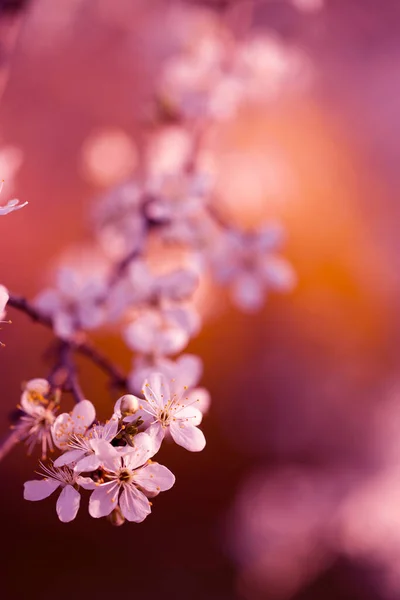 Vintage Foto Körsbär Träd Blommor — Stockfoto