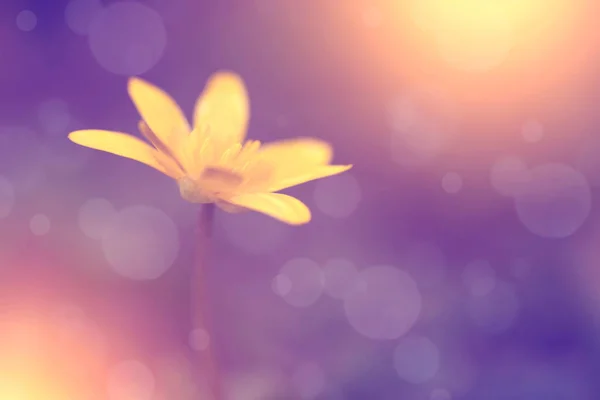 Żółty Kwiat Widok Bliska — Zdjęcie stockowe