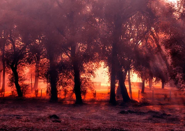 Bela Paisagem Outono Pôr Sol Árvores Vermelho Laranja Folhas Verdes — Fotografia de Stock