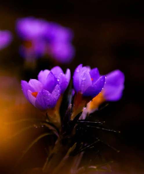 庭の紫色のクロッカスの花 — ストック写真