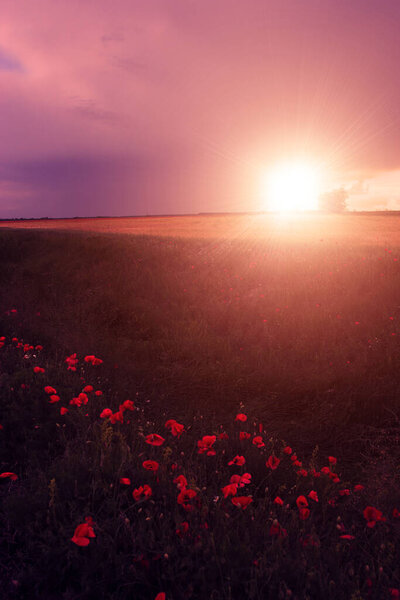 Rural landscape with lots of wild flowers in sunset