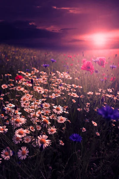 Landelijk Landschap Met Veel Wilde Bloemen Bij Zonsondergang — Stockfoto