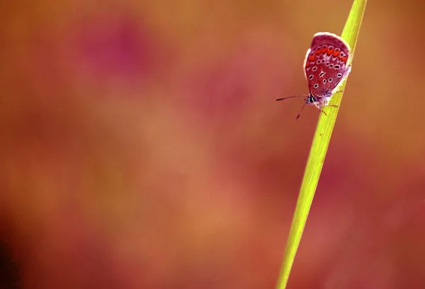 Butterfly Grass Close View — Stock Photo, Image