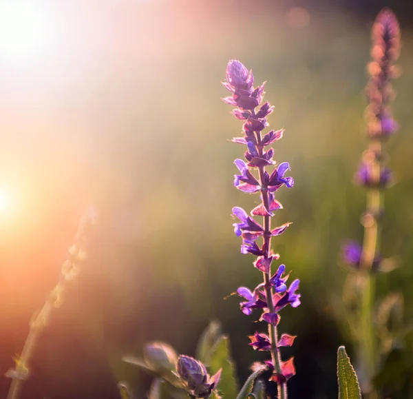 Foto Vintage Flores Silvestres Lavanda Pôr Sol — Fotografia de Stock