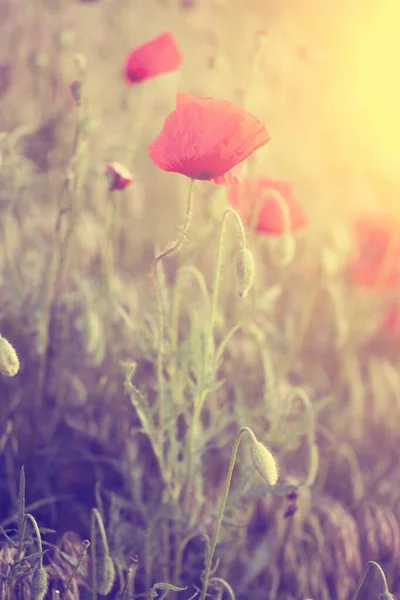 Цветы Мака Закате — стоковое фото