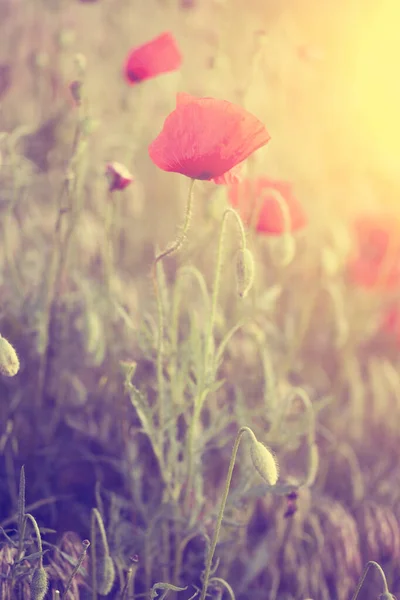 Poppy Bloemen Zonsondergang Close Uitzicht — Stockfoto