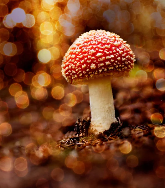 Mushroom Forest Sunset — Stock Photo, Image