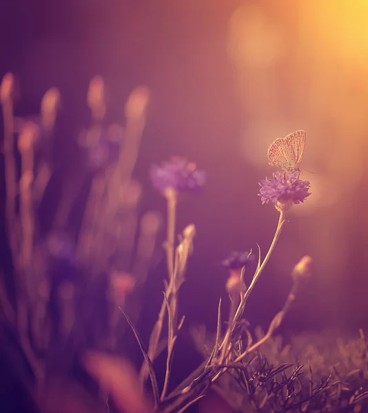 Vintage Zdjęcie Pięknego Dzikiego Kwiatu Zachodzie Słońca — Zdjęcie stockowe