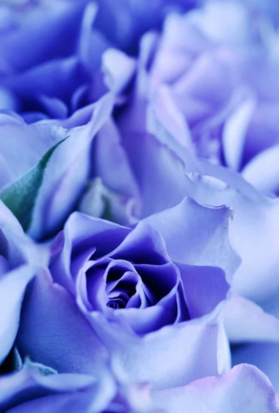 Close Blue Rose Petals — Stock Photo, Image