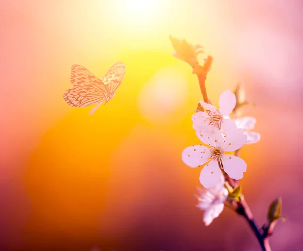 Foto Vintage Flores Mariposa Árbol — Foto de Stock