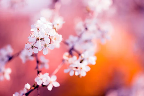 Vintage Foto Van Kersenboom Bloemen — Stockfoto