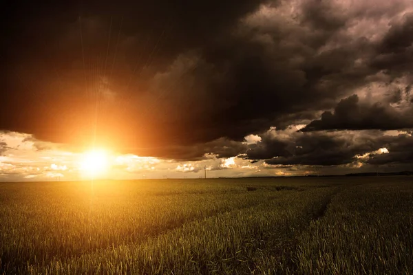 Campo Milho Com Nuvens Tempestuosas Sobre Ele Pôr Sol Raios — Fotografia de Stock