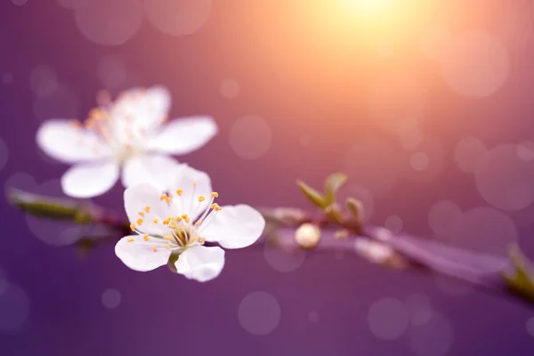 Cseresznyefavirág Évelő Fotója — Stock Fotó