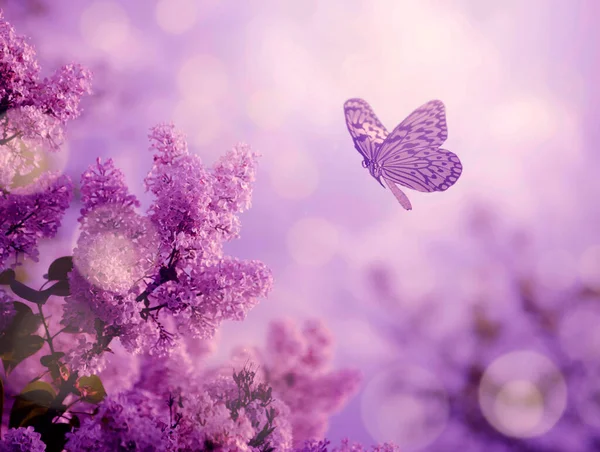 Butterfly Lilac Bush Spring Nature Sunset — Stock Photo, Image