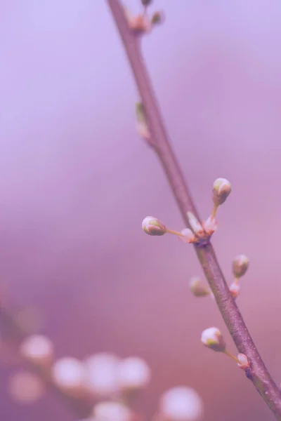 Cseresznyefavirág Évelő Fotója — Stock Fotó