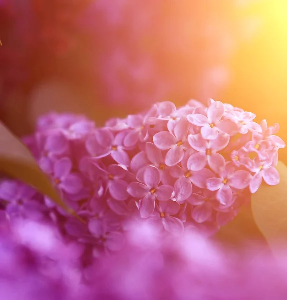 日落时紫丁香的复古照片 — 图库照片