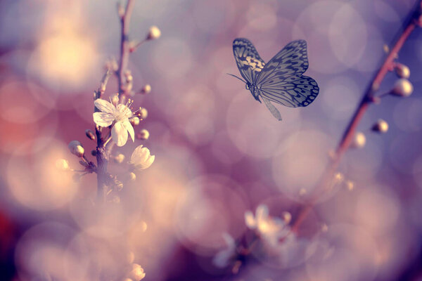 Винтажное фото бабочки и цветов деревьев