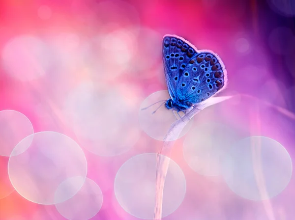 Borboleta Azul Bonita Flor — Fotografia de Stock