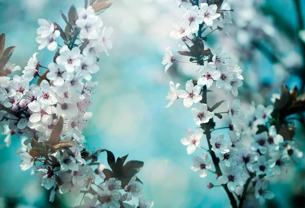 Vintage Photo Cherry Tree Flowers — Stock Photo, Image