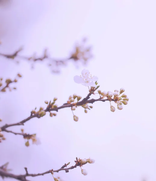 Vintage Foto Körsbär Träd Blommor — Stockfoto