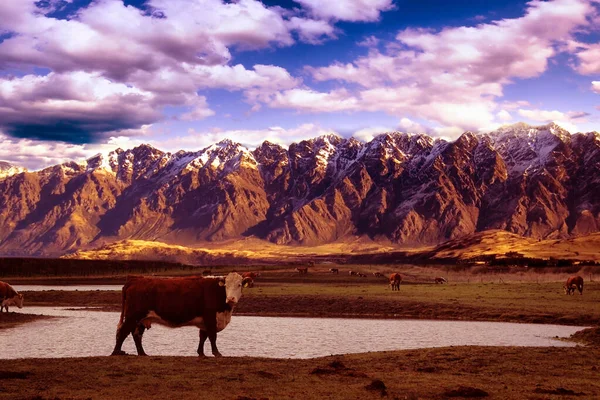 有山地背景的奶牛 — 图库照片