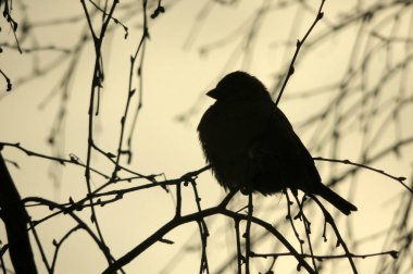 bir serçenin siyah siluet