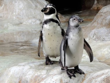 iki çok güzel penguenler