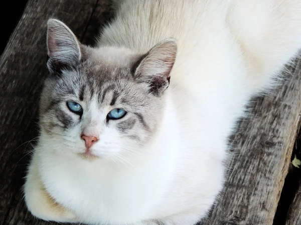 çok şirin mavi gözlü kedi