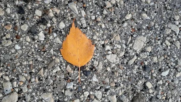 Желтый Осенний Лист — стоковое фото