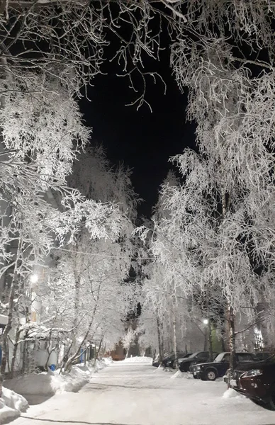 Árbol Nieve —  Fotos de Stock