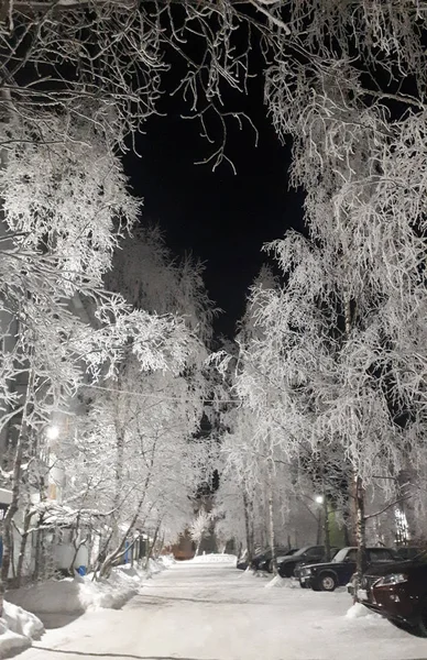 雪地里的树 — 图库照片