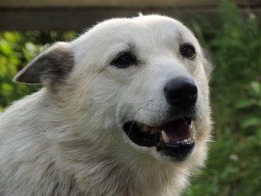 gülümseyen güzel beyaz köpek         