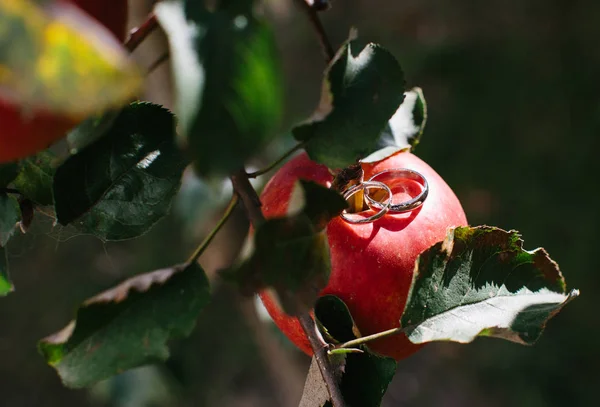 wedding rings on an apple in a sunny ray