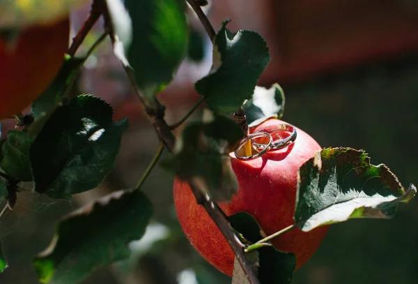 wedding rings on an apple in a sunny ray