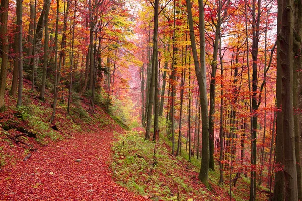 Die Straße Herbstlichen Buchenwald Ostkarpaten — Stockfoto