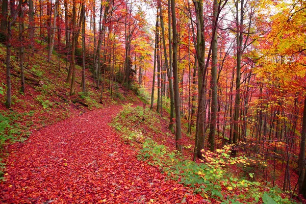 Die Straße Herbstlichen Buchenwald Ostkarpaten — Stockfoto