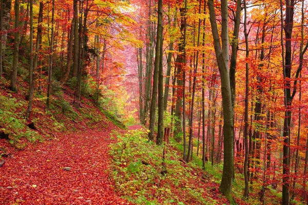 Road Autumn Beech Forest Eastern Carpathians — Stock Photo, Image