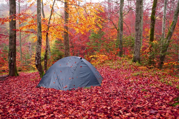 Tente Touristique Dans Forêt Hêtres Automne Carpates Orientales — Photo