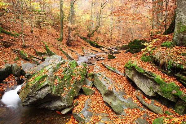 Ένα Ρυάκι Ένα Όμορφο Φθινόπωρο Δάσος Οξιών — Φωτογραφία Αρχείου
