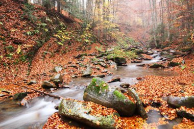 Bir dere içinde güzel bir sonbahar kayın ormanı