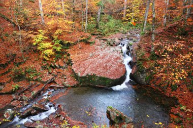 Bir dere içinde güzel bir sonbahar kayın ormanı