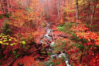 Bir dere içinde güzel bir sonbahar kayın ormanı