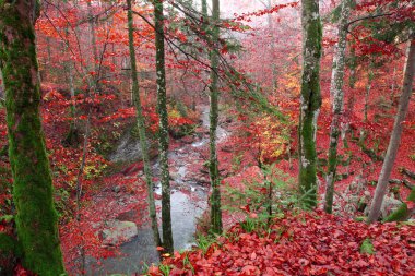Bir dere içinde güzel bir sonbahar kayın ormanı