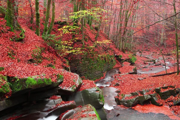Ένα Ρυάκι Ένα Όμορφο Φθινόπωρο Δάσος Οξιών — Φωτογραφία Αρχείου